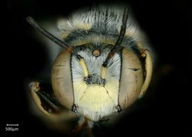   Anthidium sonorense nbsp;male face, photo: Chelsey Ritner 
